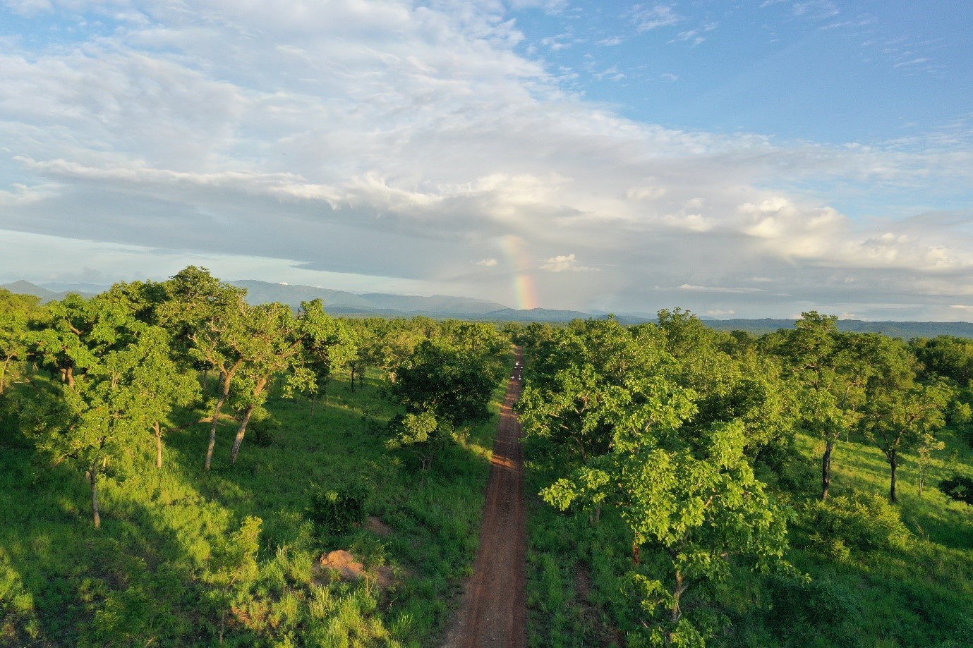 A forest landscape with a dirt track road, blue sky with clouds and a rainbow can be seen in the distance
