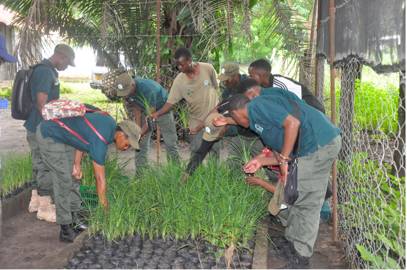 Tanzania students A group of people in uniforms closely examining plants in a nursery, surrounded by lush greenery and a wire fence enclosure.