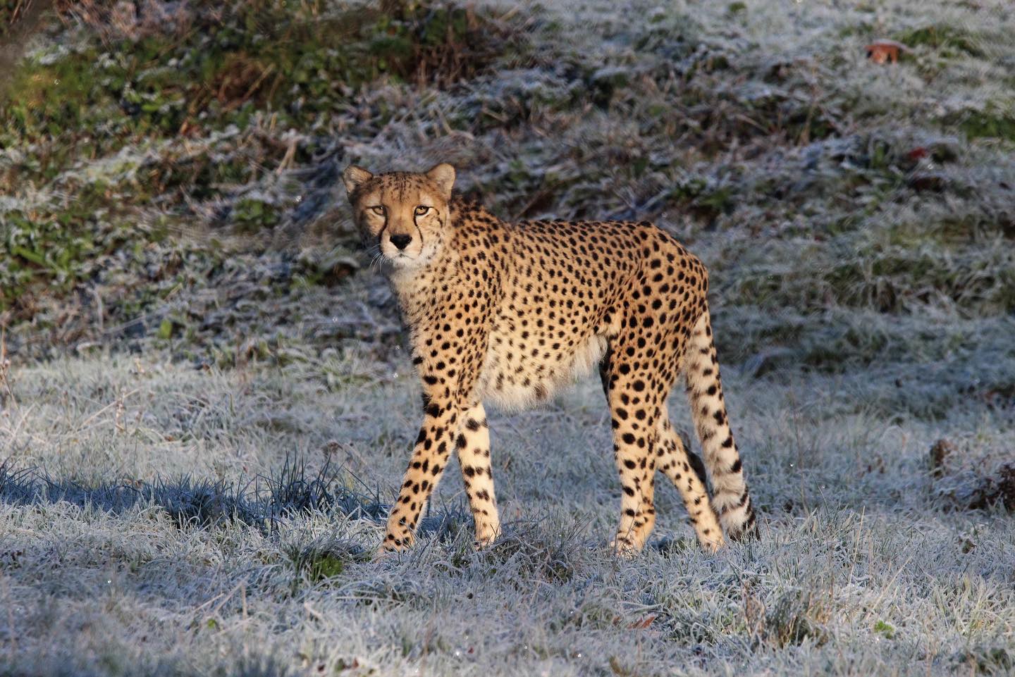 A cheetah standing on snowy grass