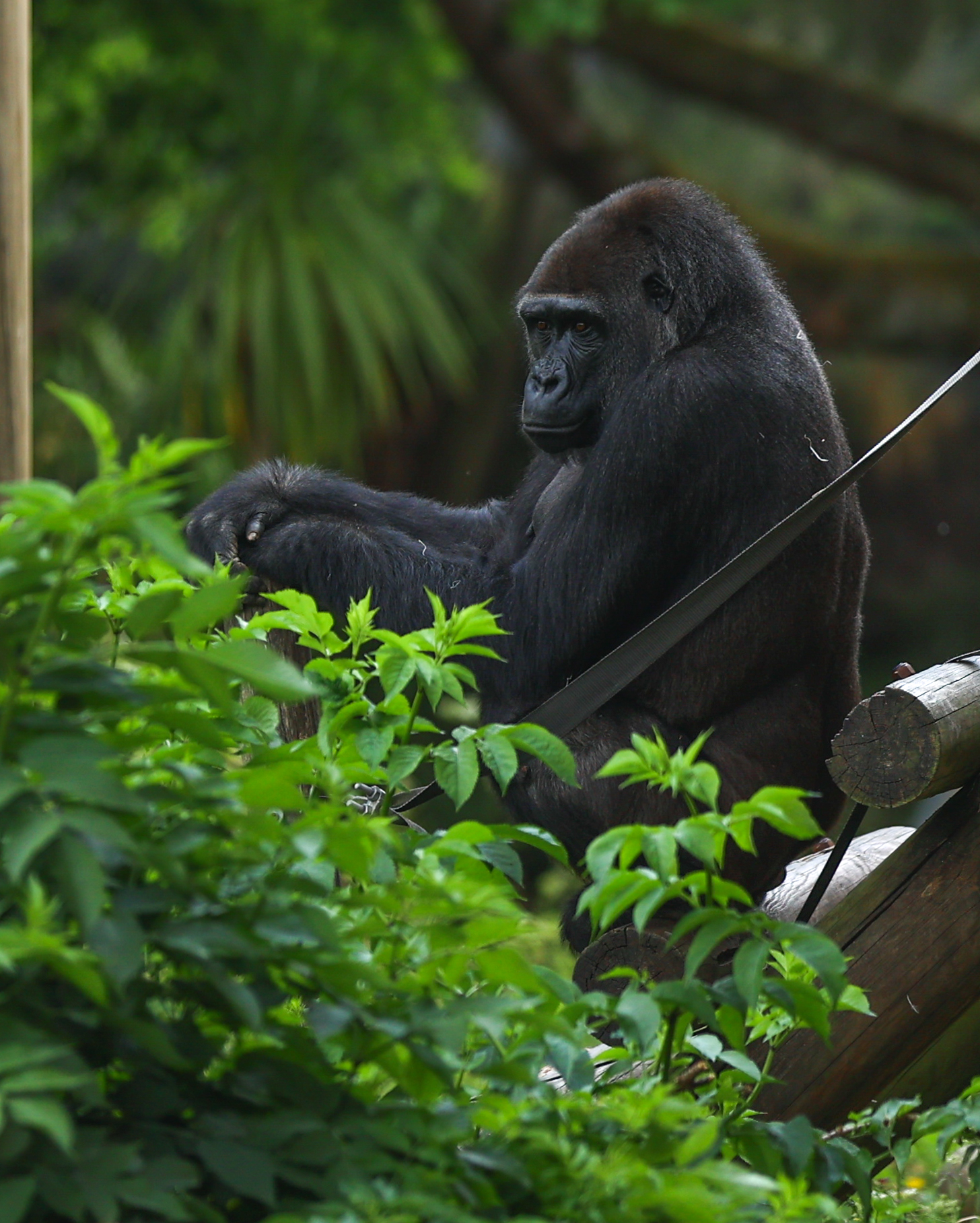 Gorilla sat in tree with foliage in front