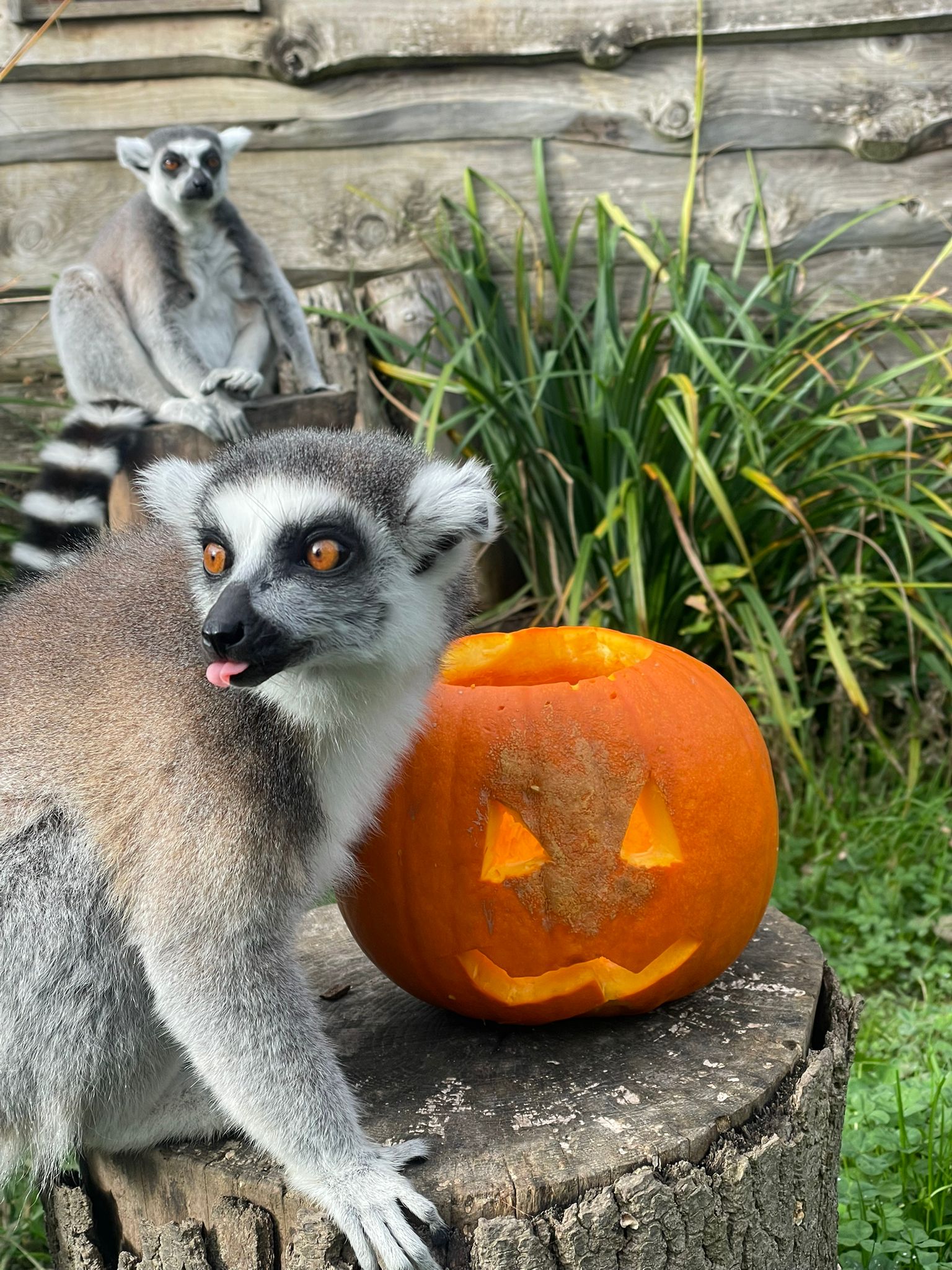 A ringtailed lemur next to a carved pumpkin