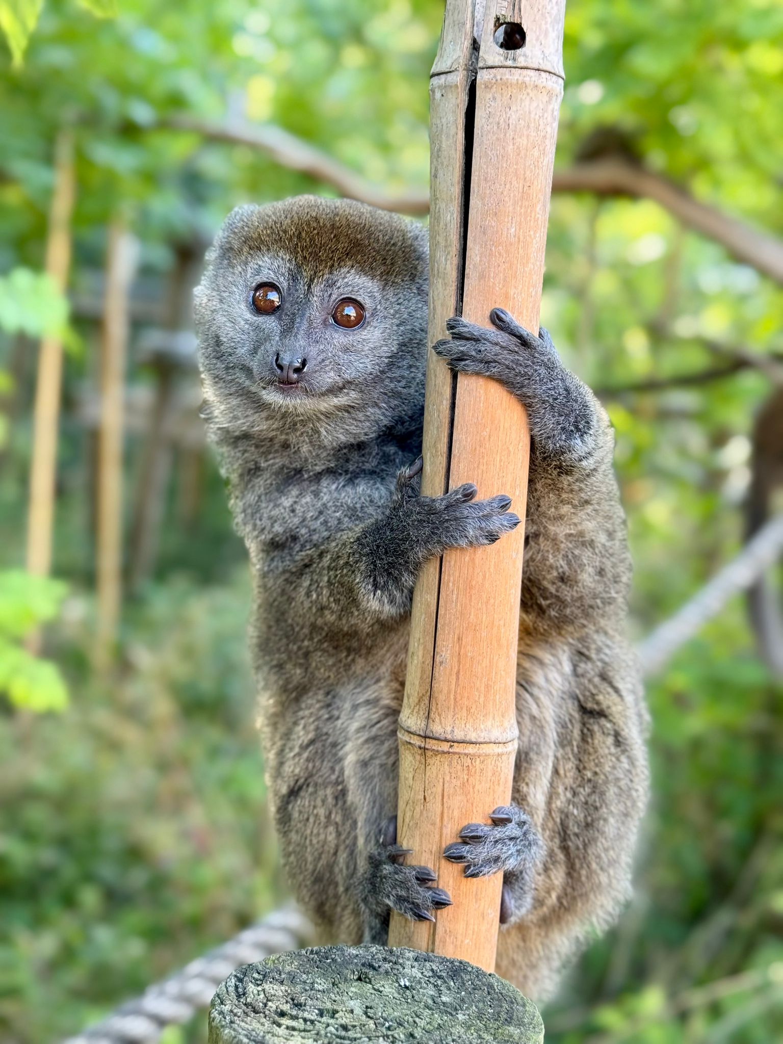 A gentle lemur, with grey fur and dark brown eyes, holding on to a large bamboo shoot and looking to camera. You can see trees and greenery behind it
