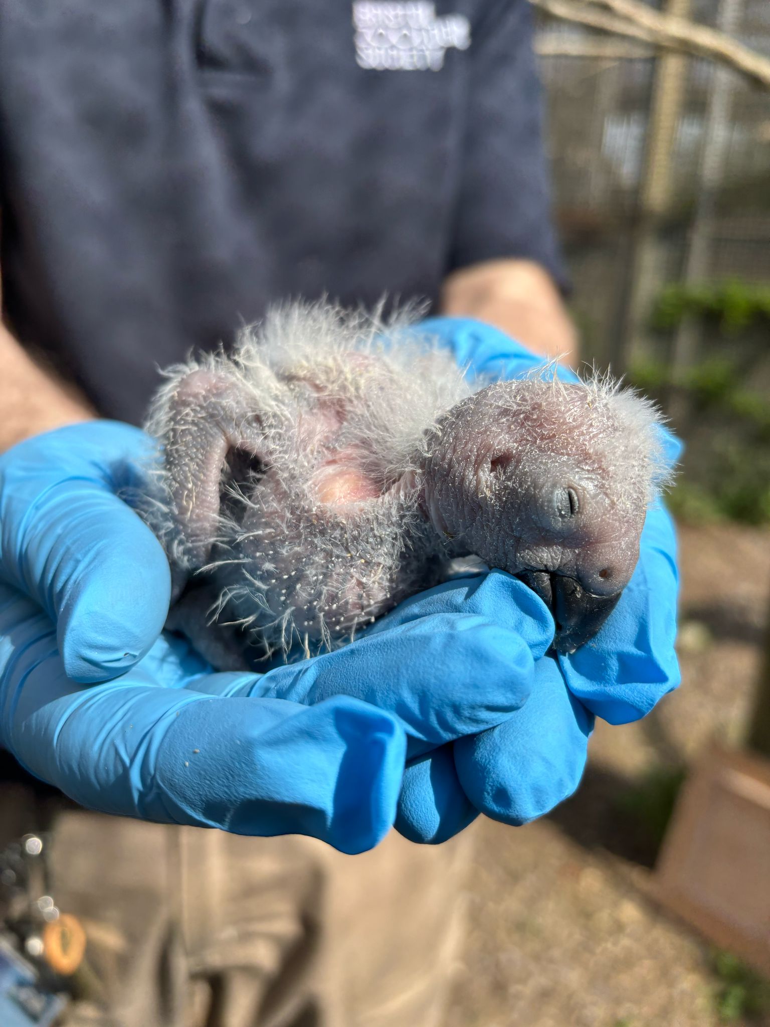 Small downy grey parrot chick with closed eyes cradled in blue-gloved hands, outdoor blurred background.