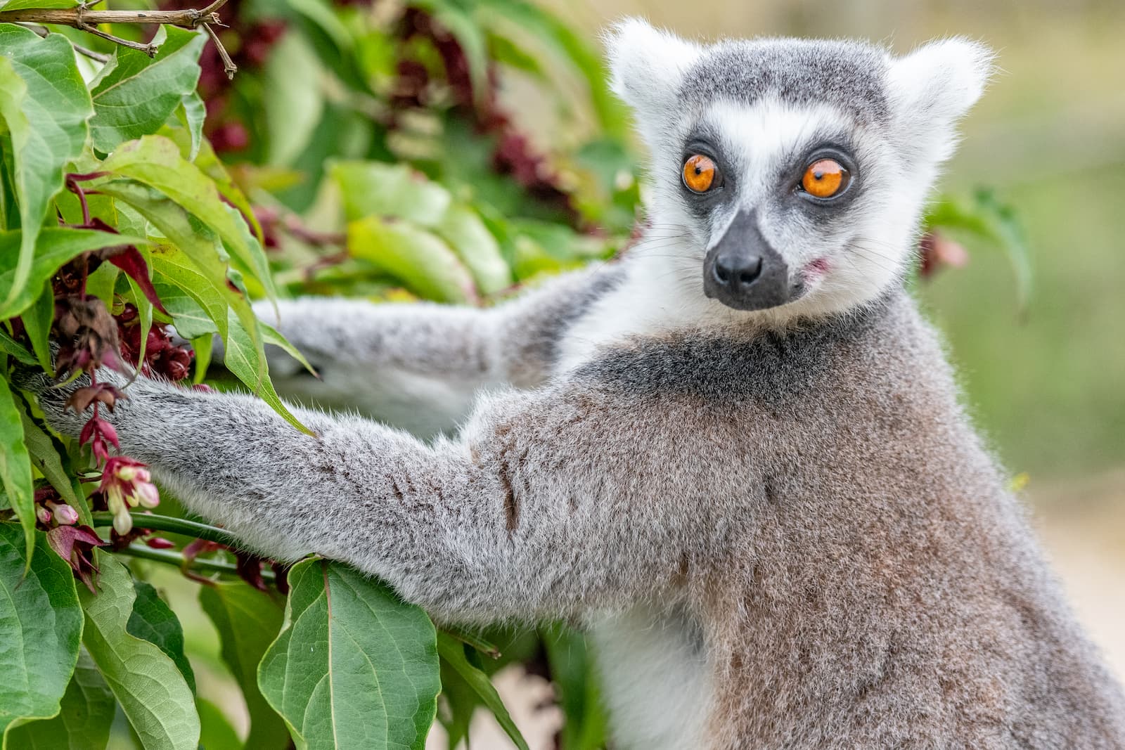 A ring tailed lemur holding onto a tree and looking to the distance
