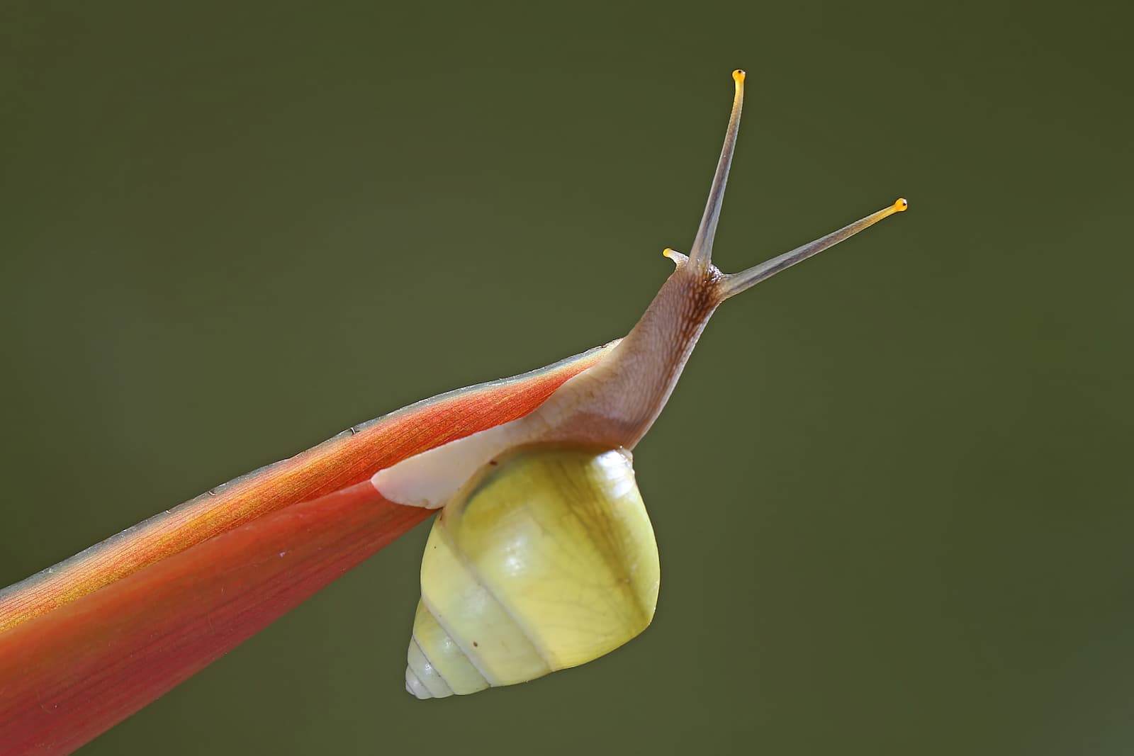 A partula snail perched on the end of a long leaf