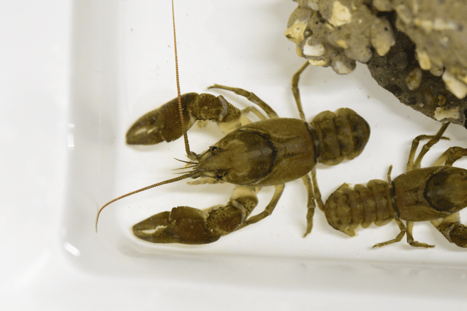 A pair of white-clawed crayfish in a tank