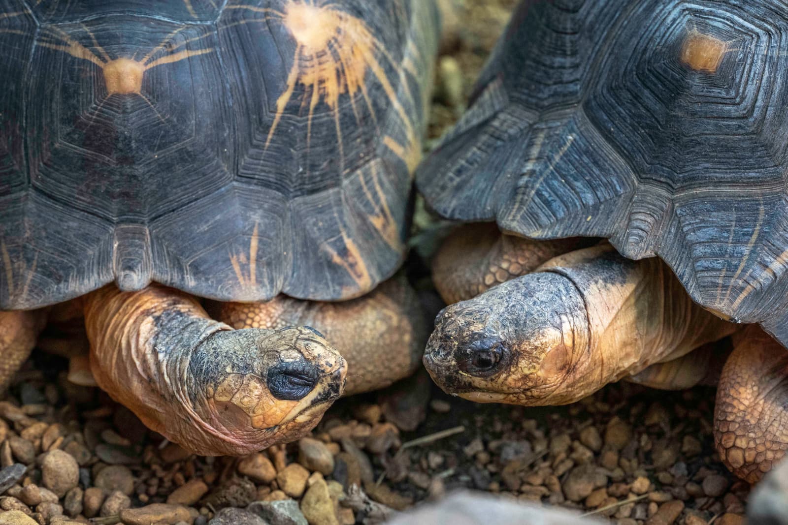Radiated tortoise pair Two tortoises with textured dark shells and wrinkled skin rest closely on a rocky surface.