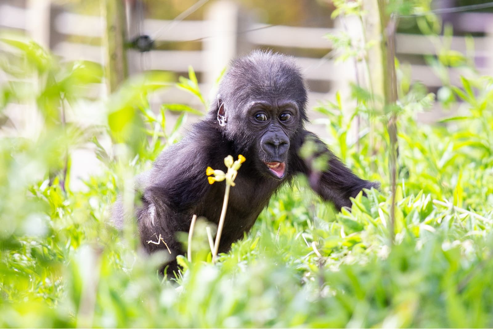 A young gorilla playfully explores a lush, green field, surrounded by tall grass and a few yellow flowers.