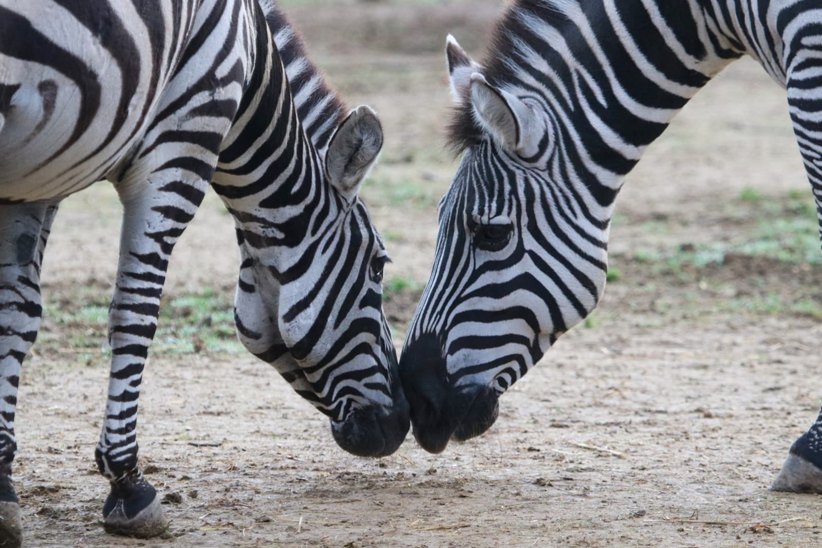 Two zebras standing on sandy ground, touching noses affectionately. Their black and white stripes contrast with the muted background.