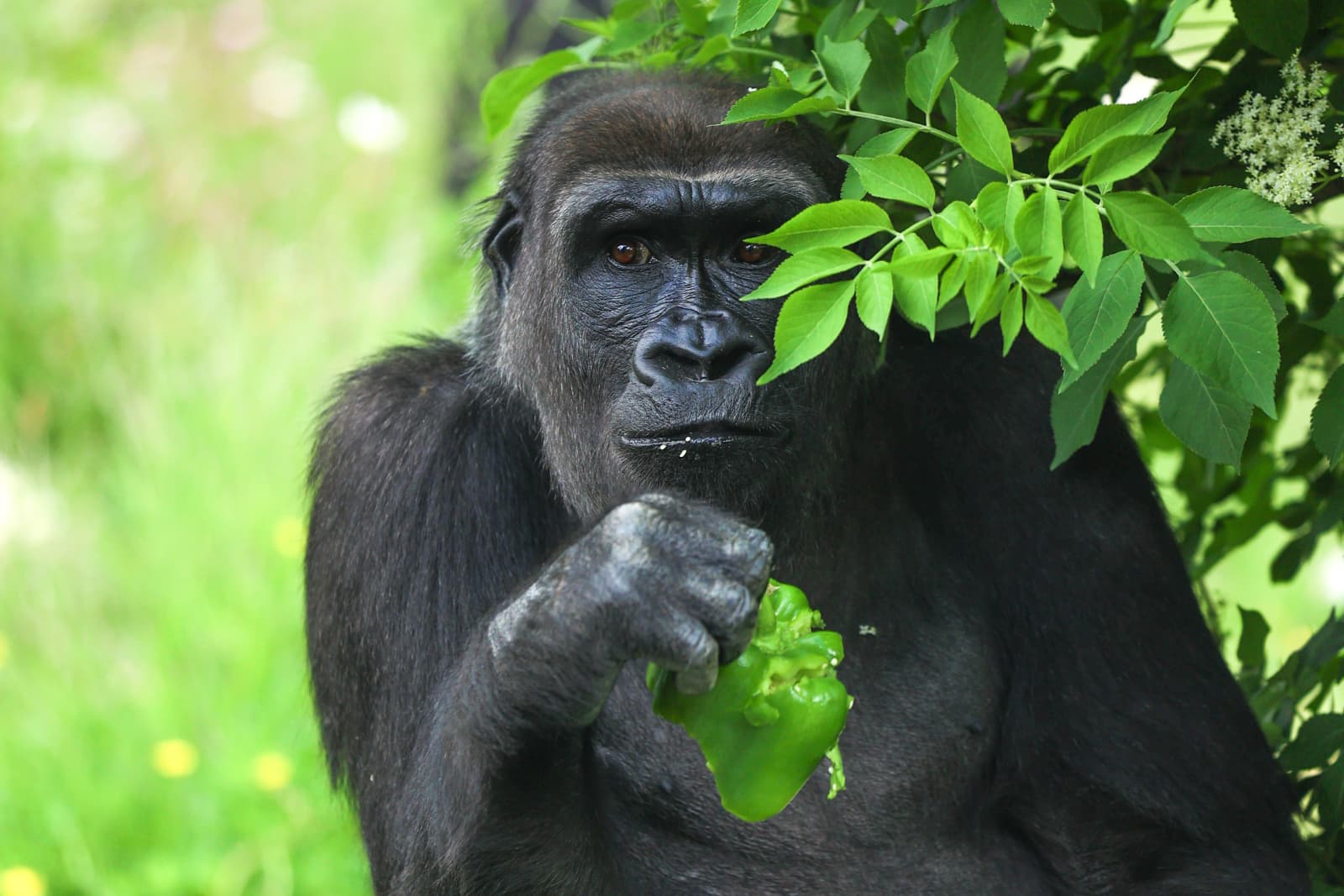 Gorilla in greenery A gorilla eating a green bell pepper while sitting in a lush, leafy area.