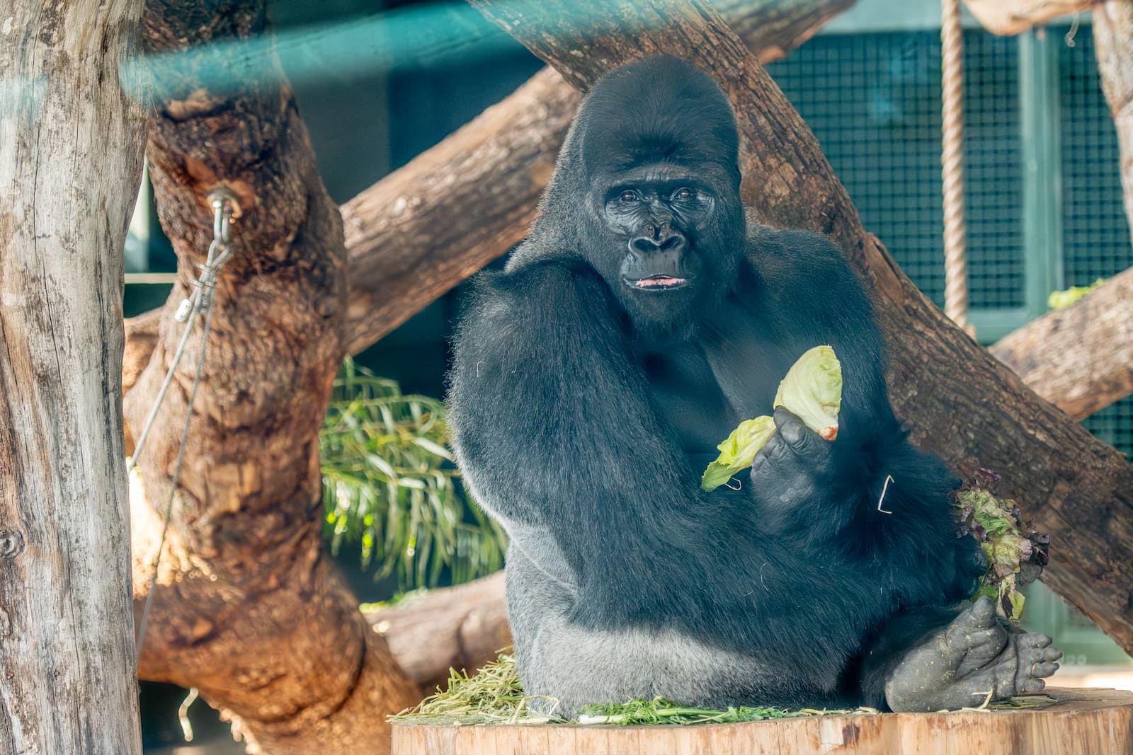 A gorilla sitting on a wooden platform in a zoo, holding leafy greens, with tree trunks in the background.