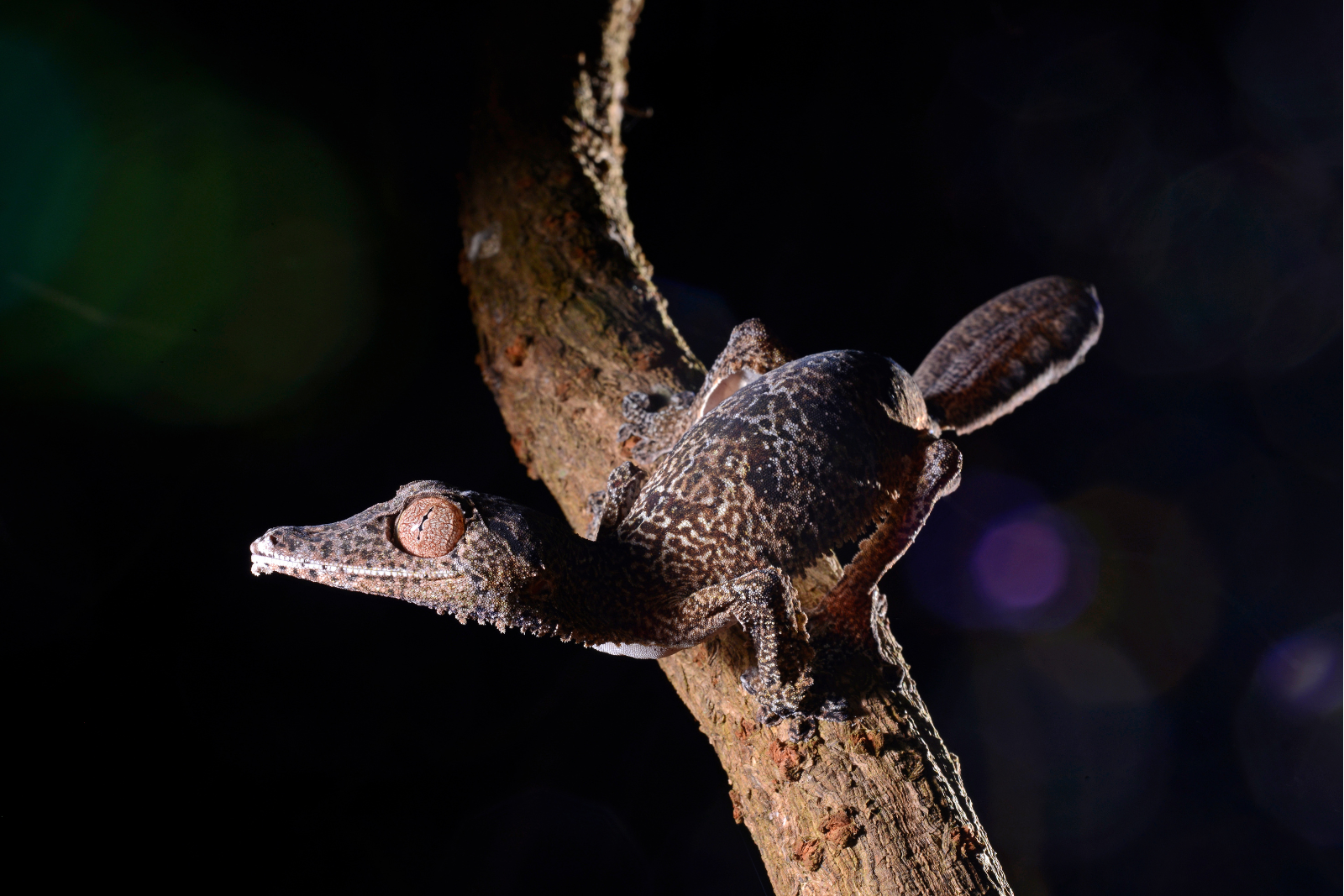 A Henkel's leaf-tailed gecko perched on a branch