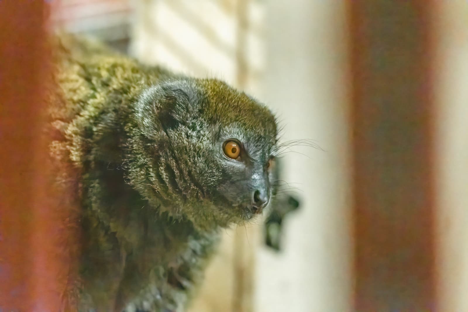 A close up of a gentle lemur