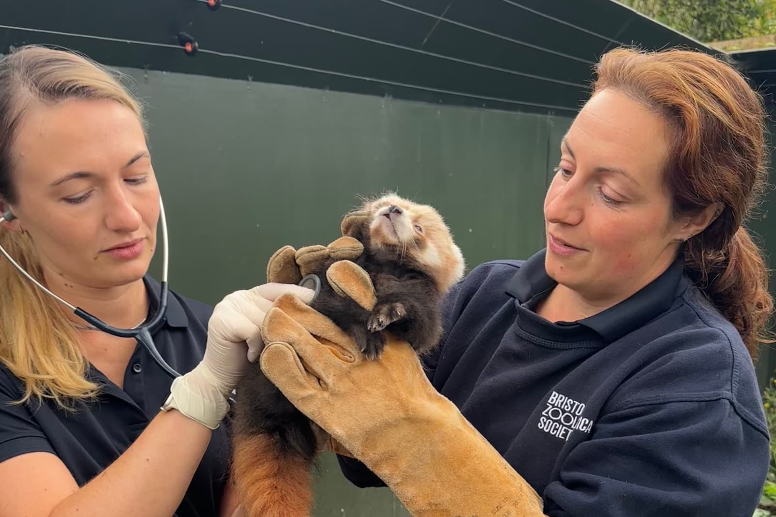 Two women examine a red panda cub. One holds it with gloves, while the other uses a stethoscope. Both wear dark clothing.