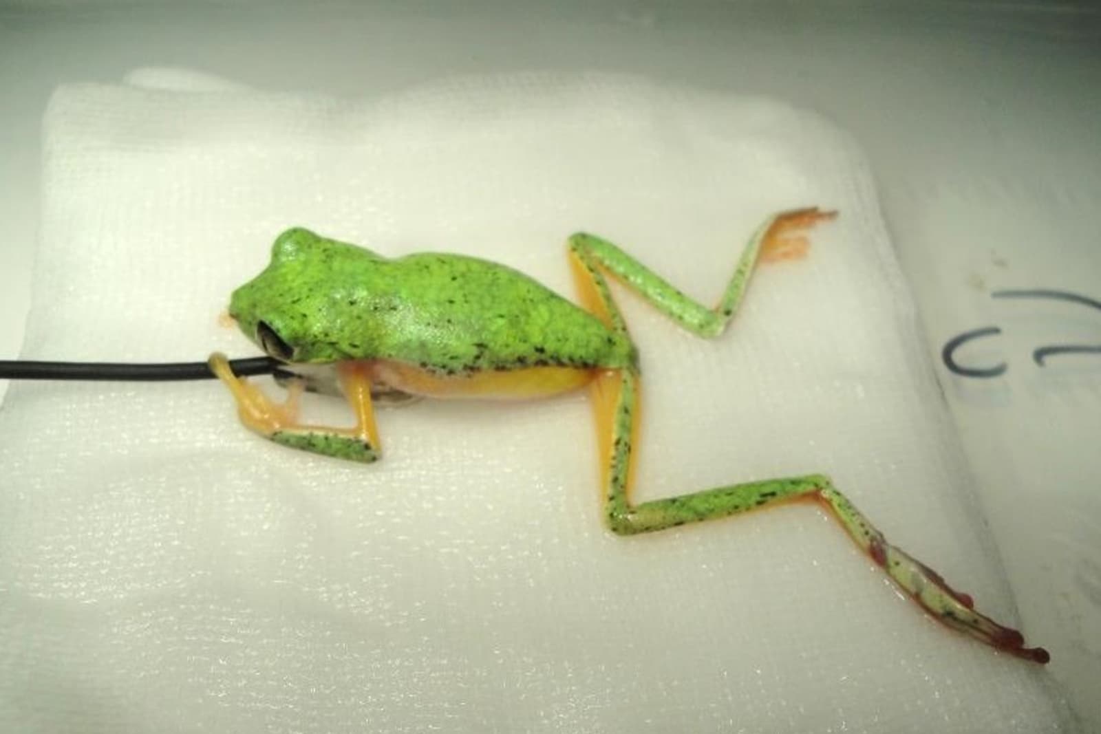 A small green frog lies on a surface with a tube in its mouth