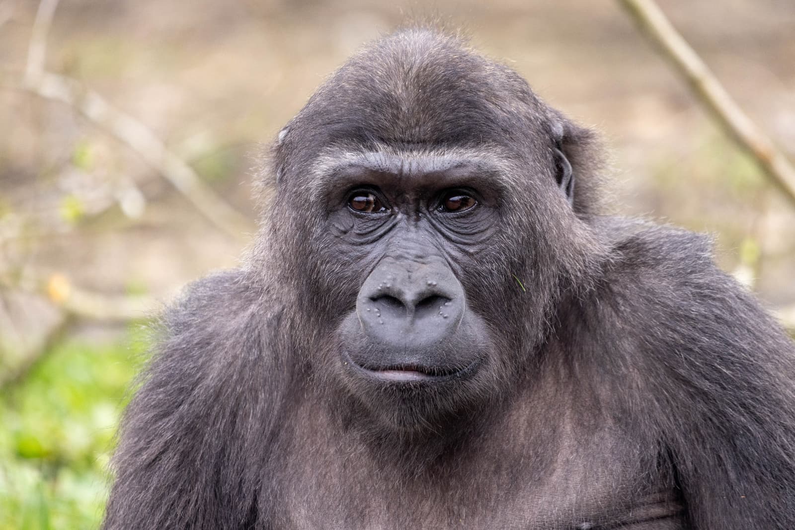 Close-up of a gorilla's face, with a calm expression, against a blurred natural background.