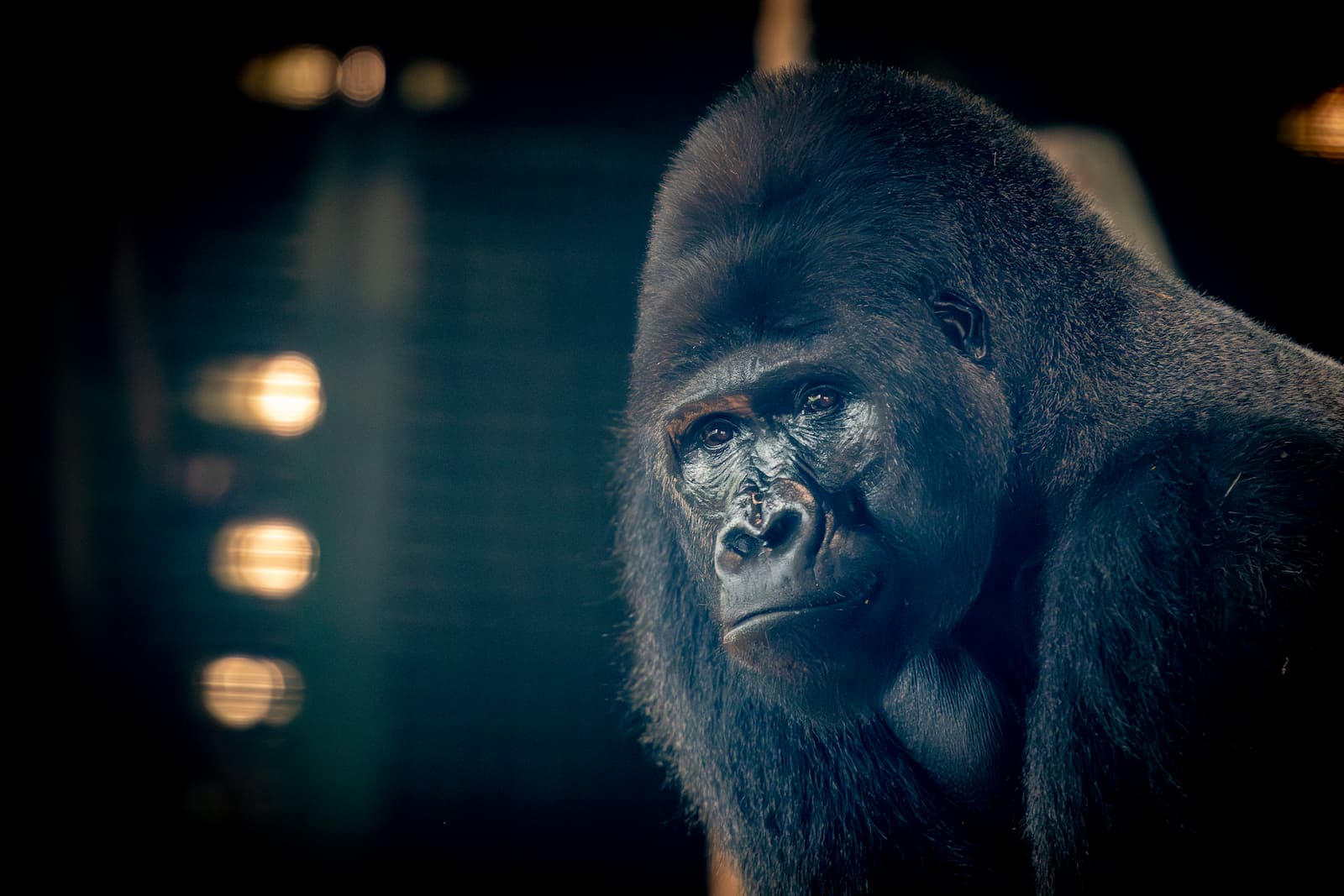 A close-up of a gorilla with a somber expression, set against a dark, blurred background with soft lights.