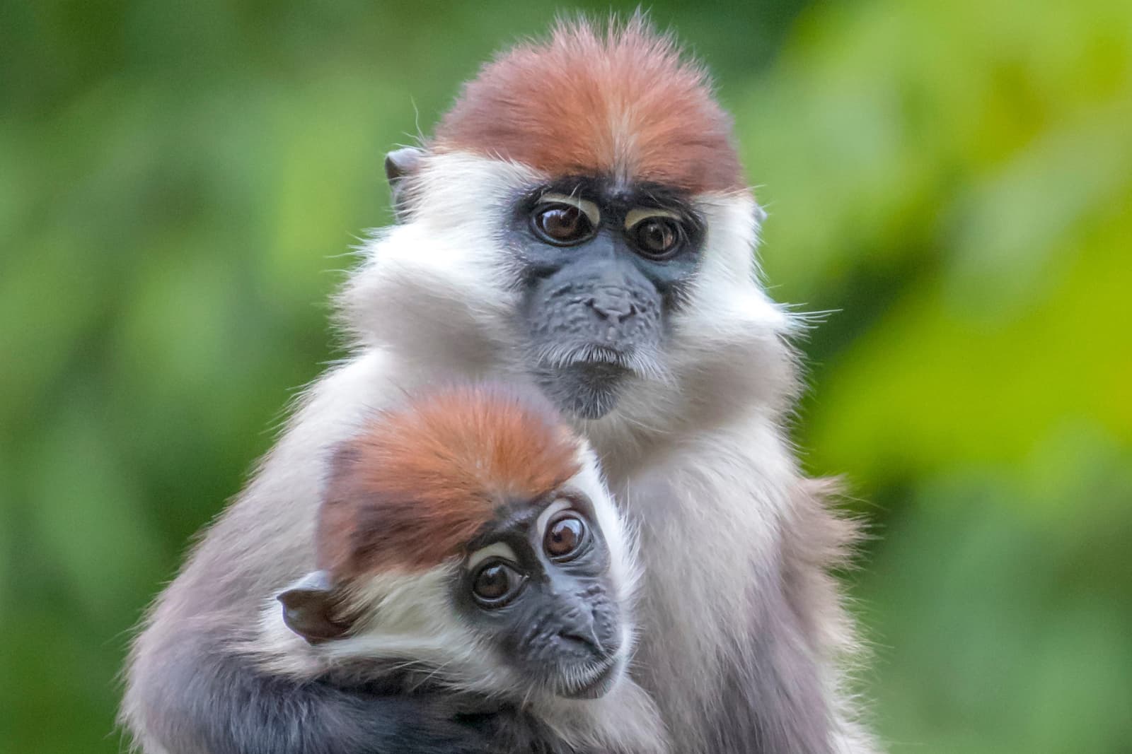 Two cherry-crowned mangabey monkeys with expressive eyes, one embracing the other, set against a blurred green background.