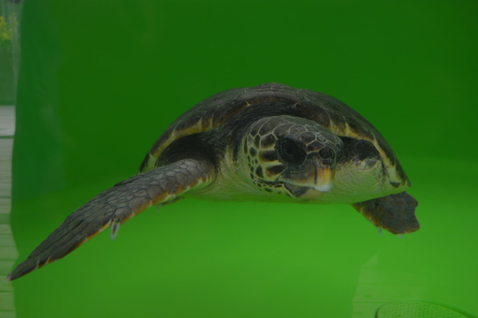 A sea turtle swims in a green-tinted water tank, facing forward with one flipper extended.