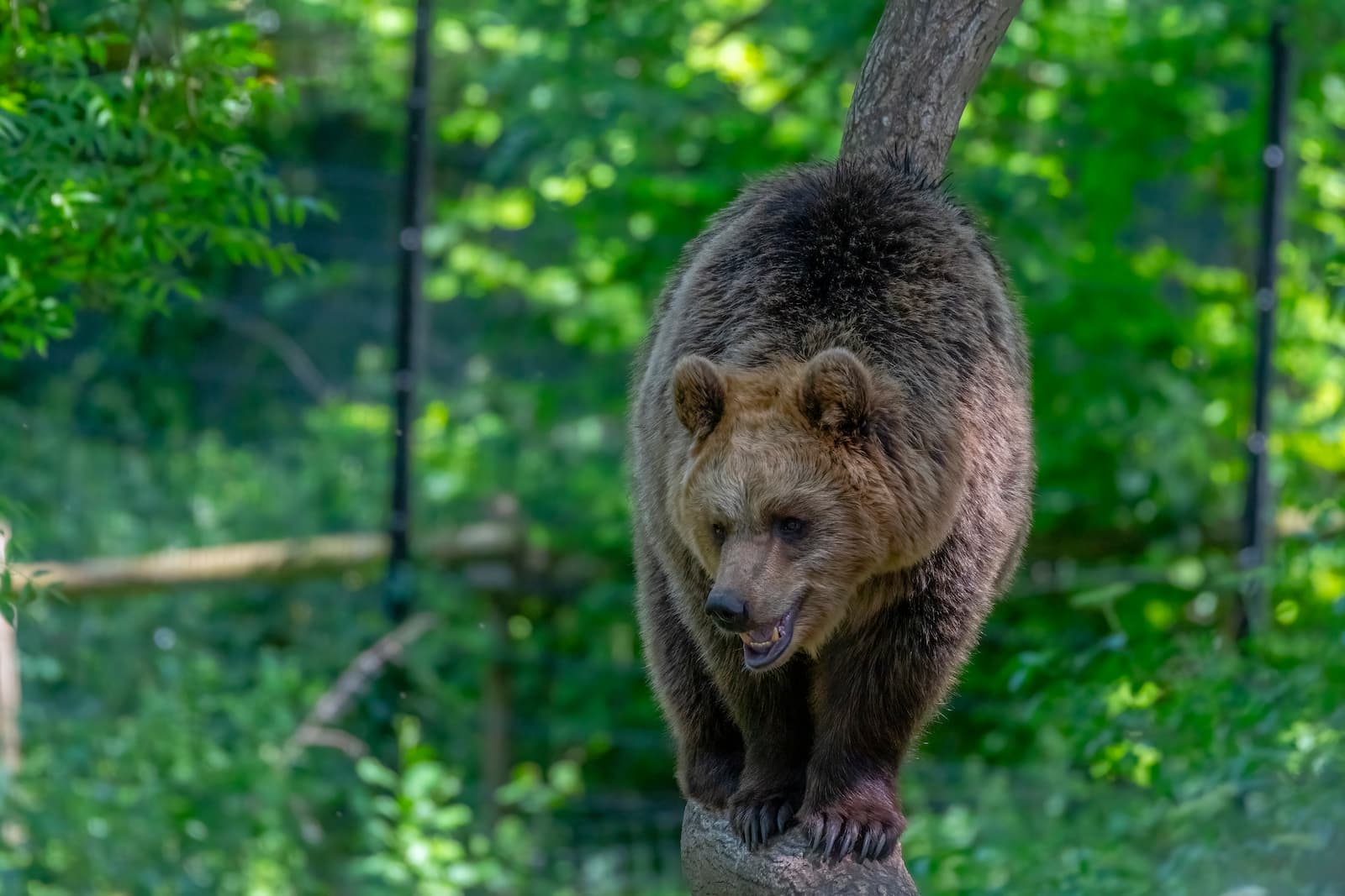 Bear walking in tree in a beautifully green forest