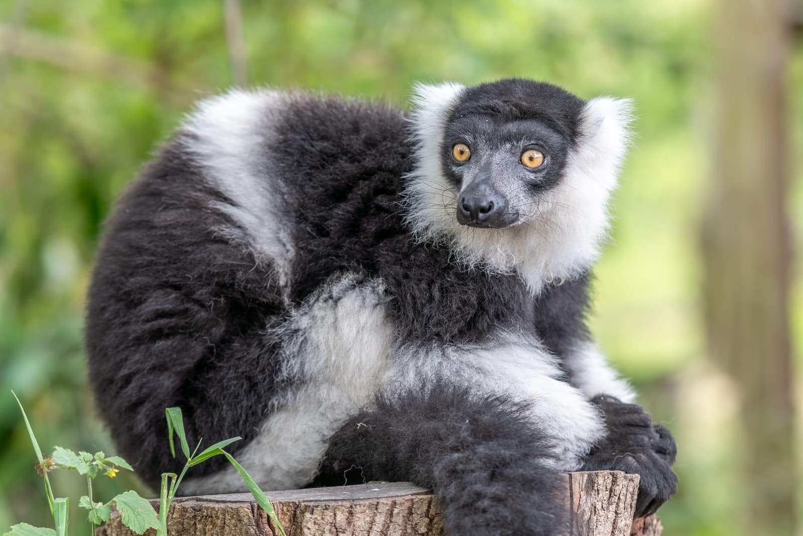 Ruffed lemur A black and white ruffed lemur sits on a tree stump looking off to the side