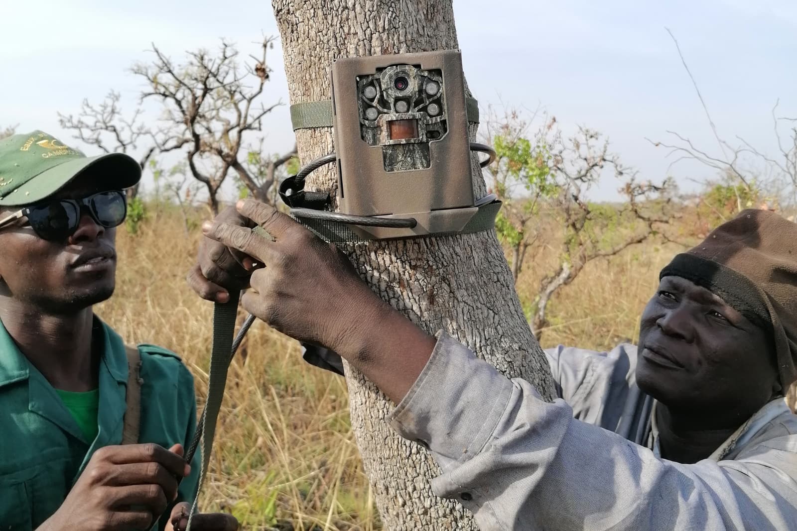 Two individuals secure a camera trap to a tree trunk in a savannah environment