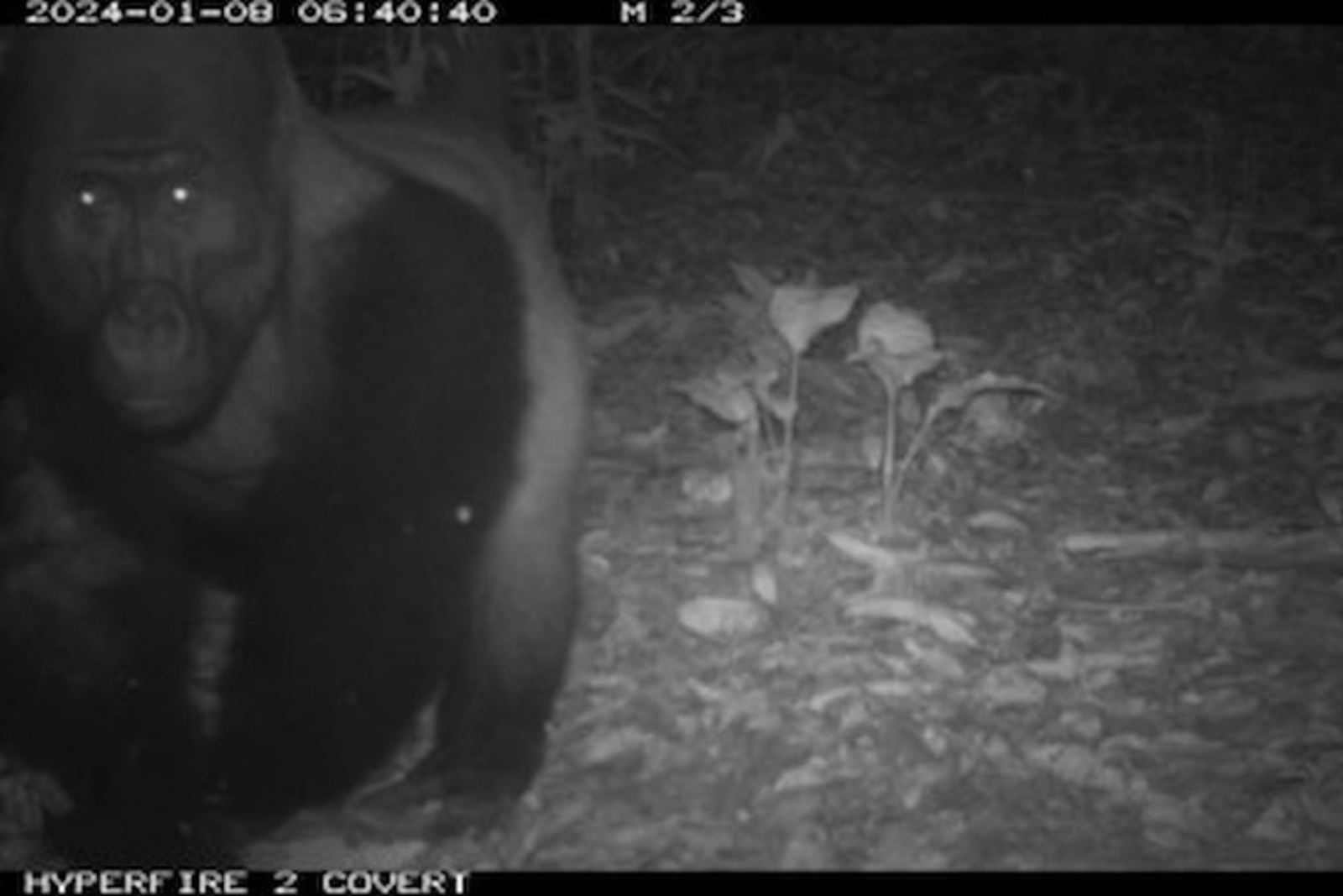 Equatorial Guinea gorilla Black-and-white image of a gorilla walking at night, captured by a trail camera. Surrounding are leaves and forest ground cover.