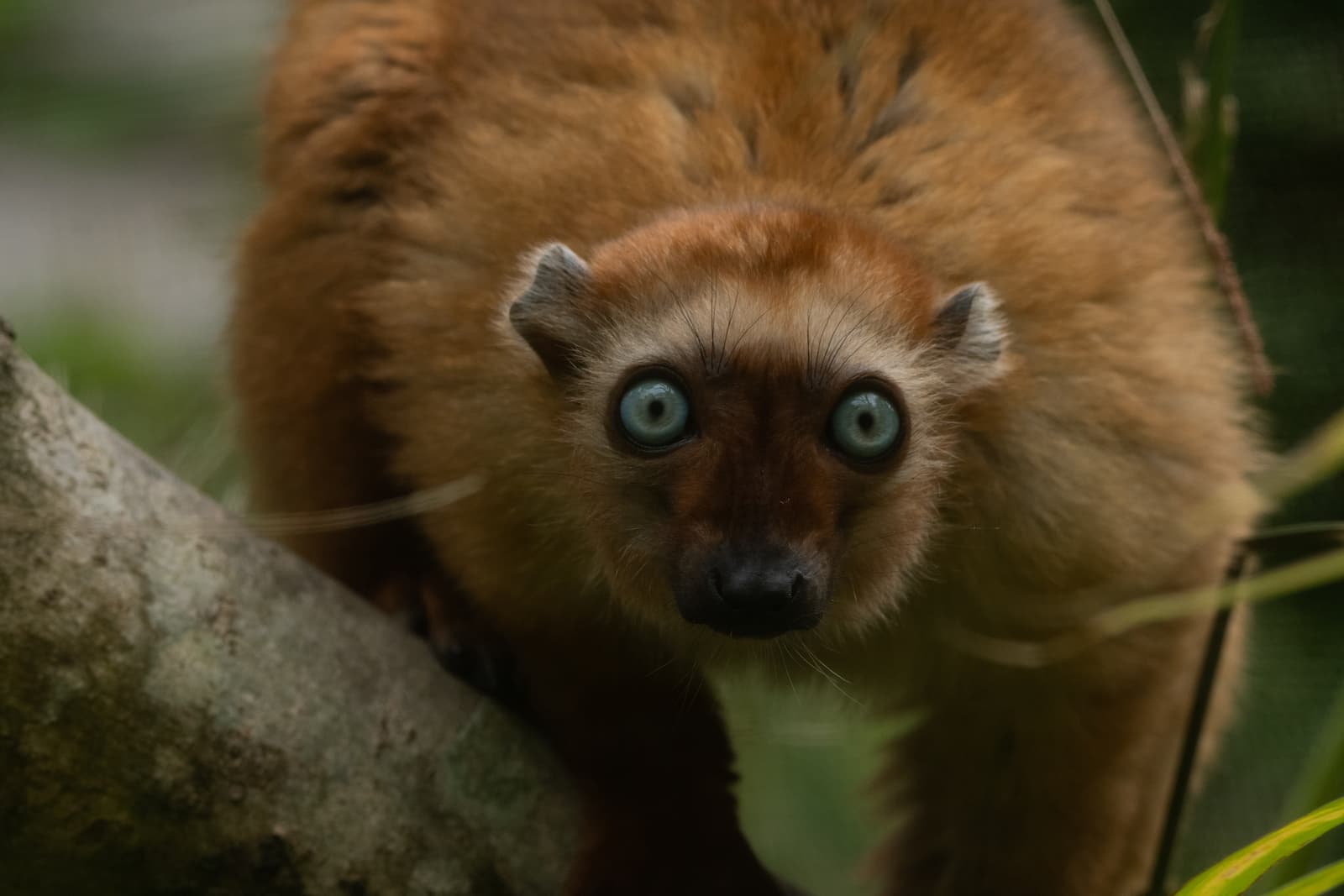 A blue eyed lemur with orange fur looking to camera