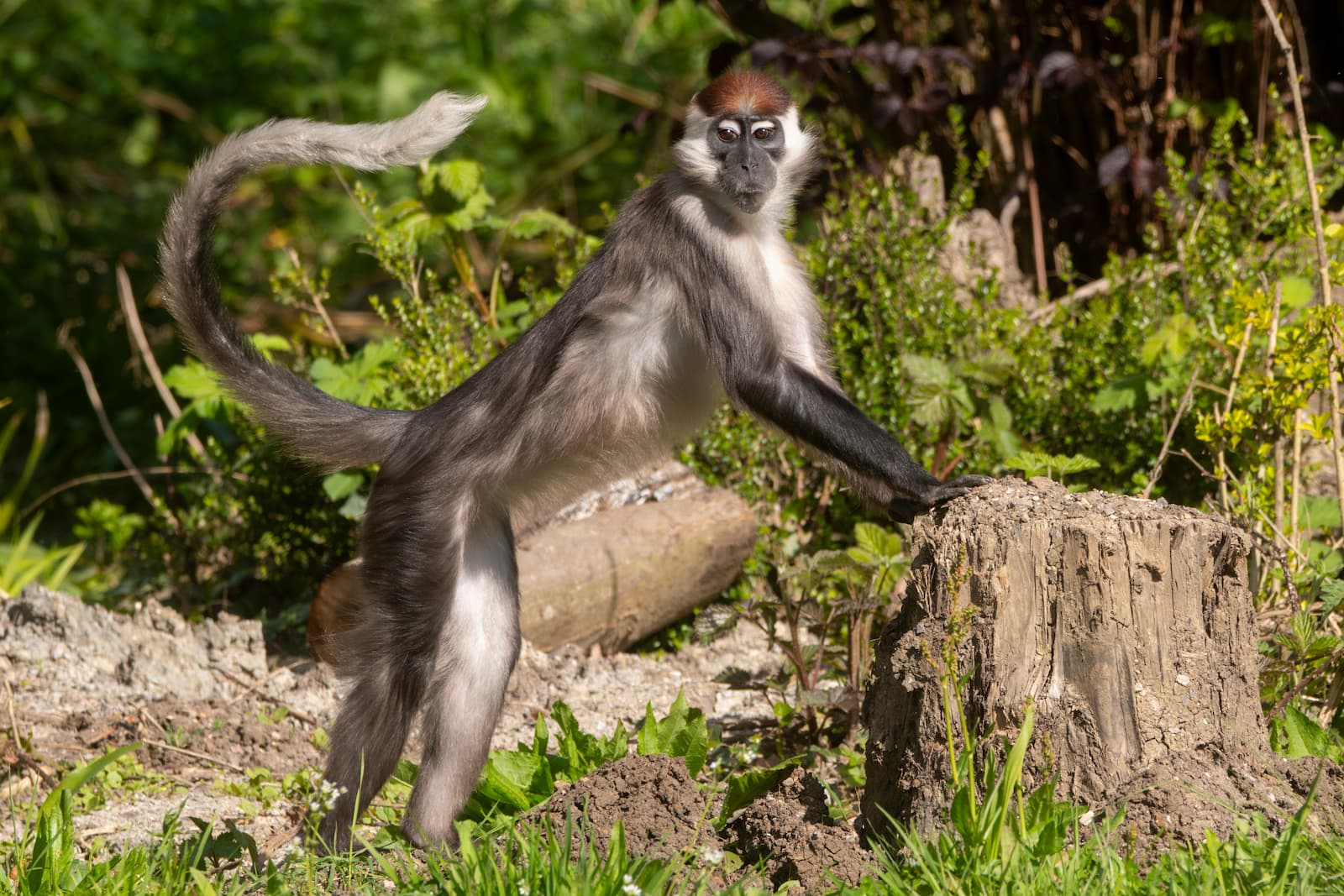 Cherry-crowned mangabey A monkey with a red-tufted head and long tail stands alert on a tree stump in a lush green environment.