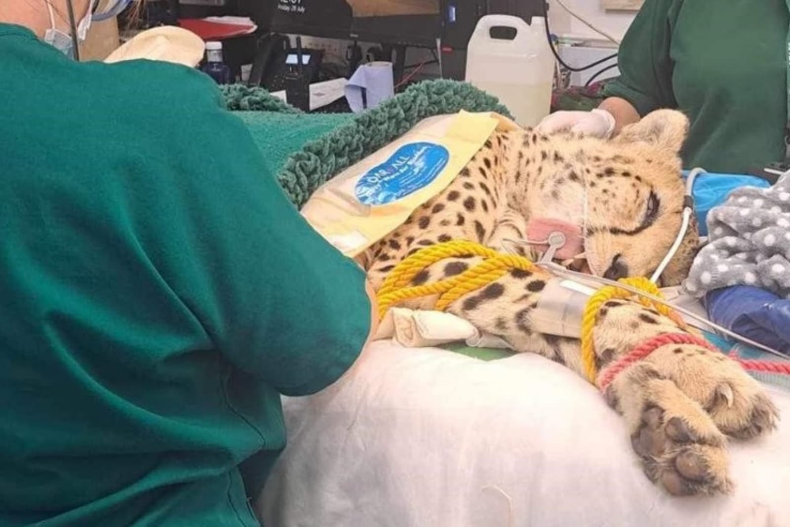 An anaesthetised cheetah lies on a medical bed with veterinary equipment surrounding it