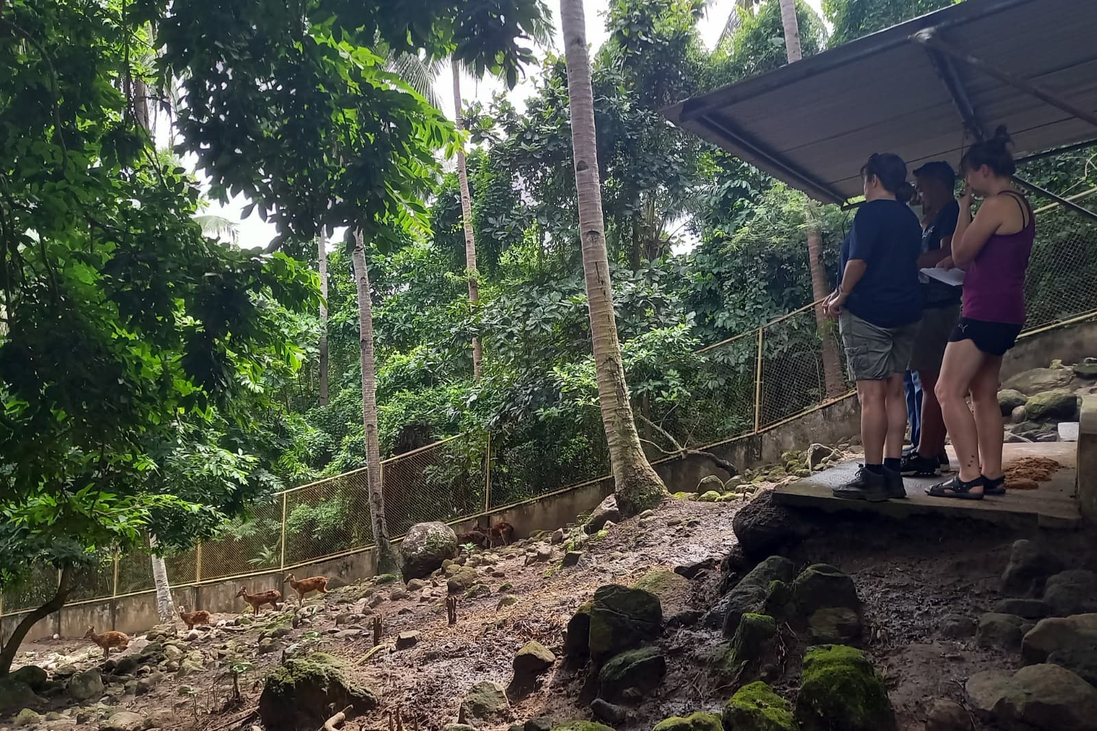 People stand on a platform observing animals in a lush, fenced forest area with tall trees and rocks.