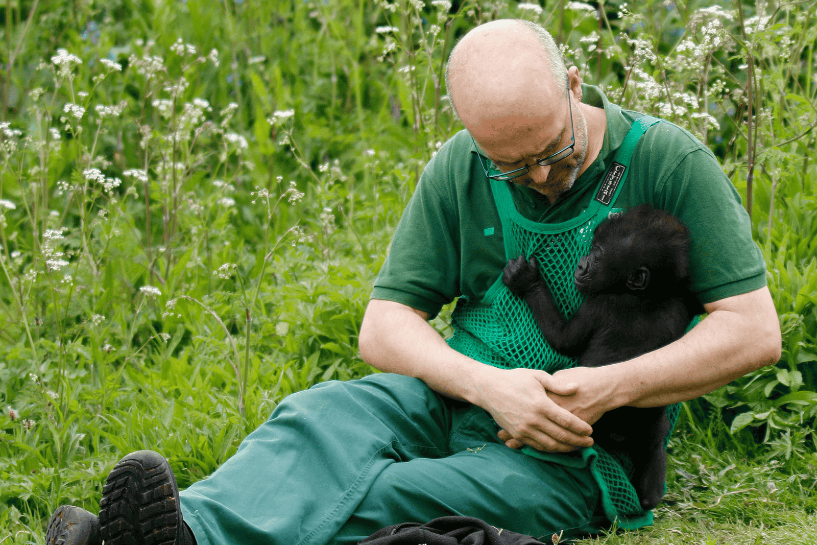 An individual wearing a string vest cradles a baby gorilla while sitting in some grass
