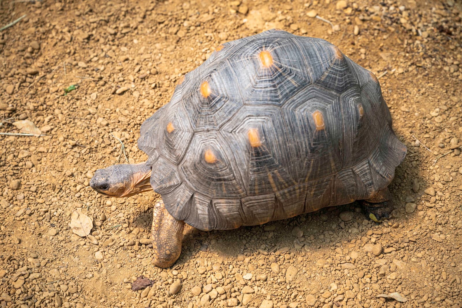 A tortoise walking across a gravel path