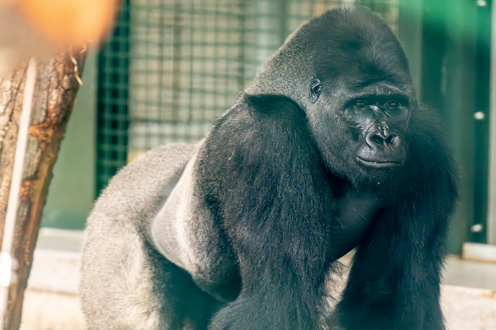 A strong silverback gorilla stands in an enclosure, gazing intently. Its muscular body and dark fur are highlighted in the soft light.