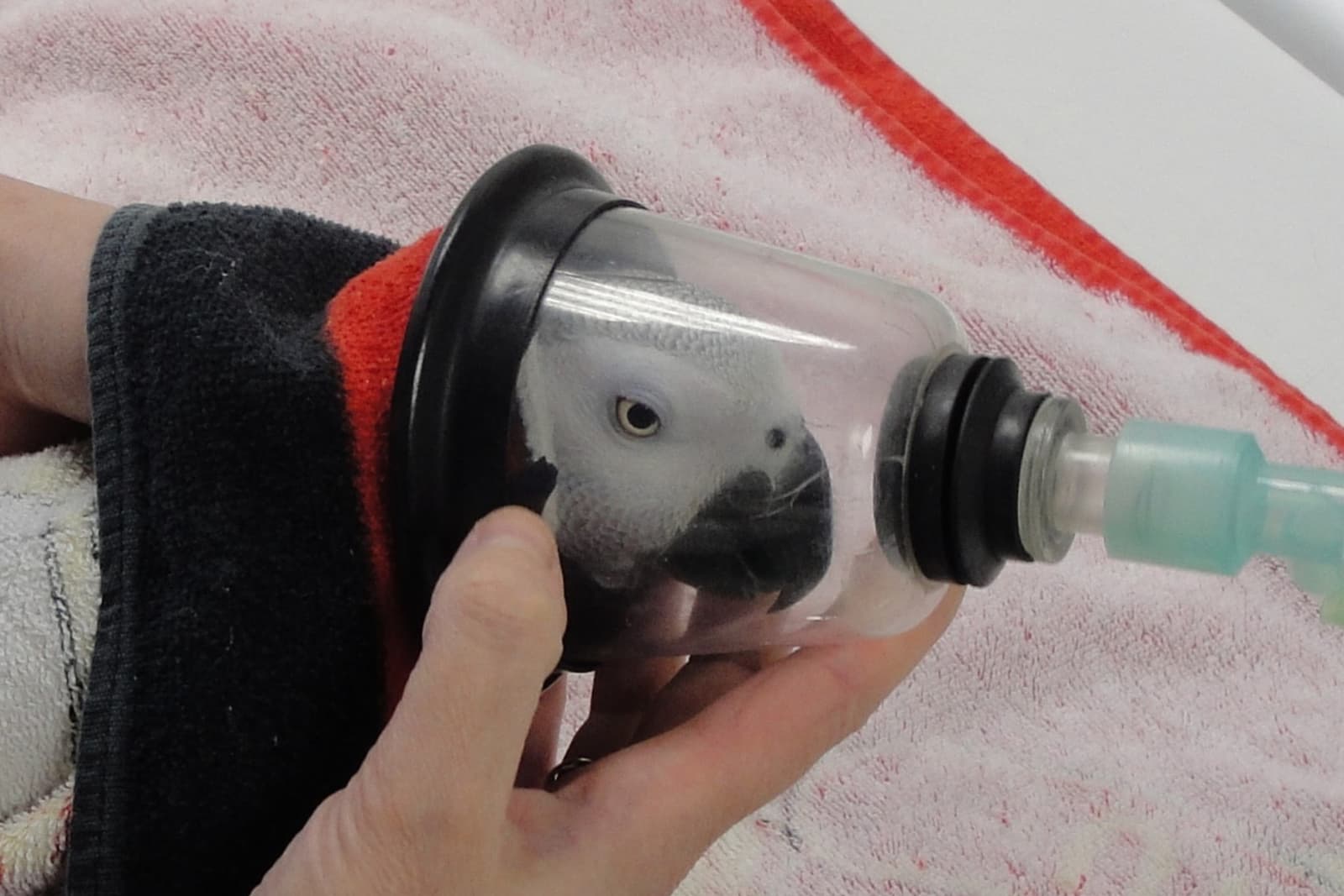 An individual holds a gas mask over the beak of an African grey parrot