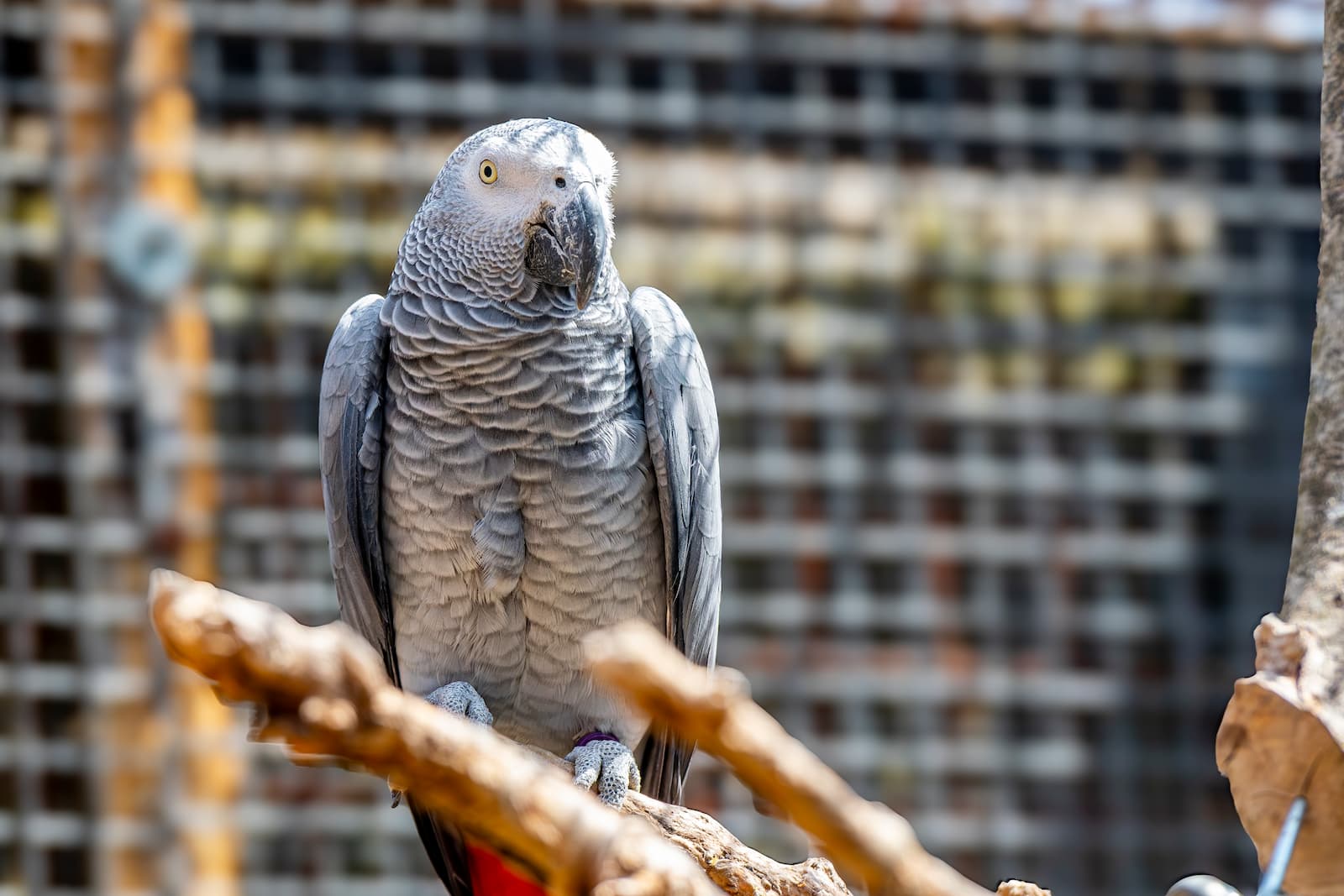 African Grey Parrot perched on a branch, with a textured gray and white plumage, in front of a blurred cage background.