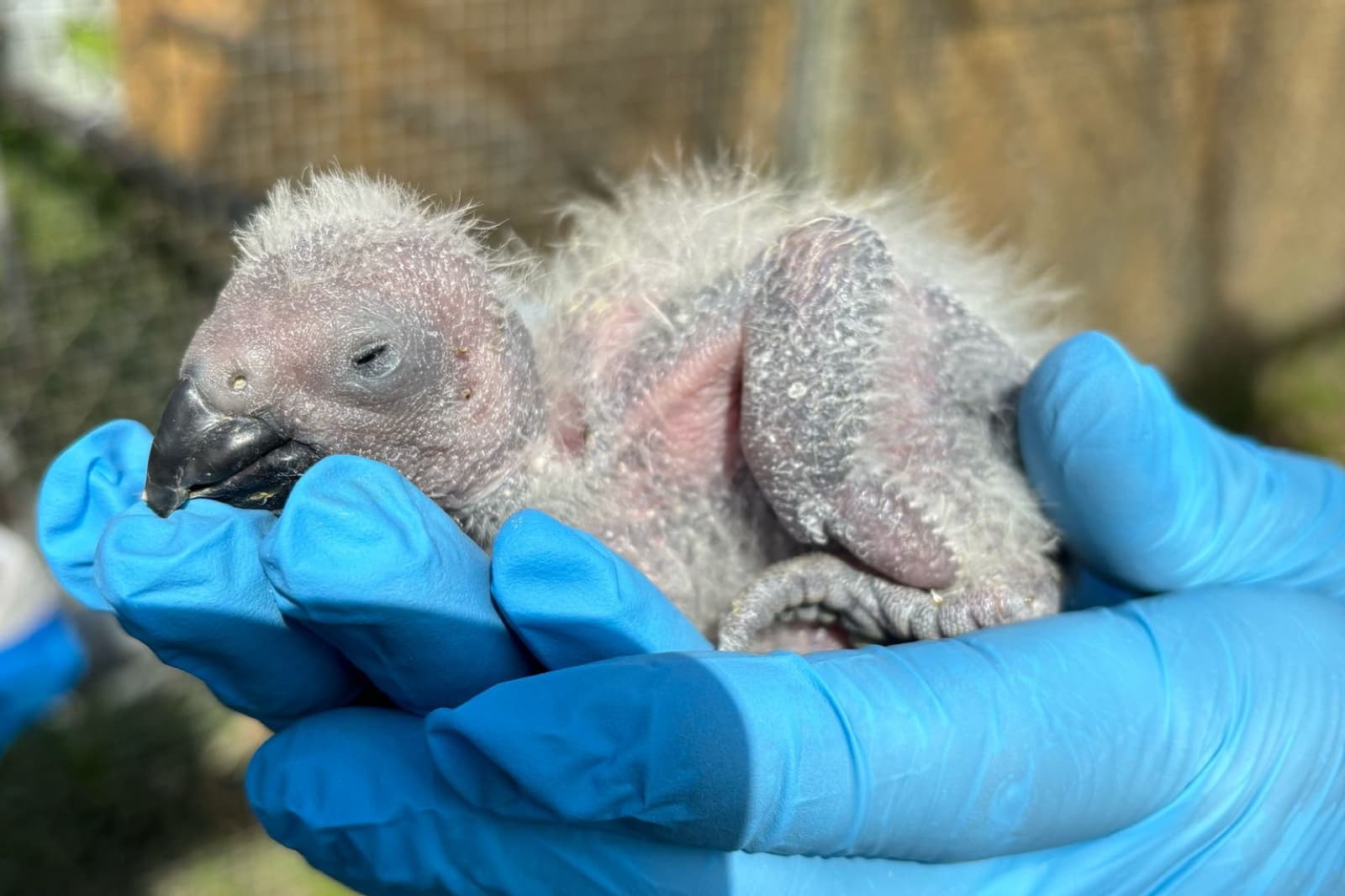 Gloved hands gently holding a fluffy, gray baby bird with closed eyes in an outdoor setting.