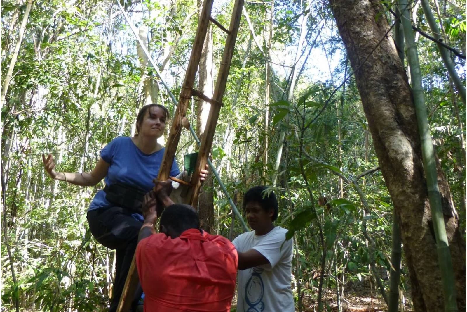 Two individuals hold a ladder against a tree as another individual climbs it in a rainforest setting