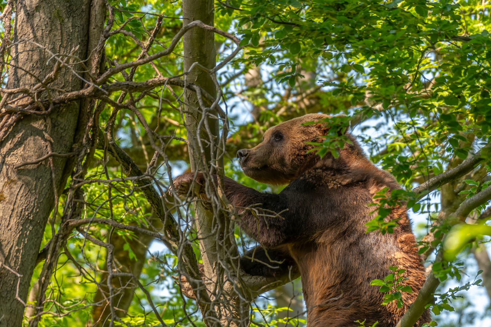 Brown bear climbing a tree surrounded by lush green leaves and branches, under bright sunlight.