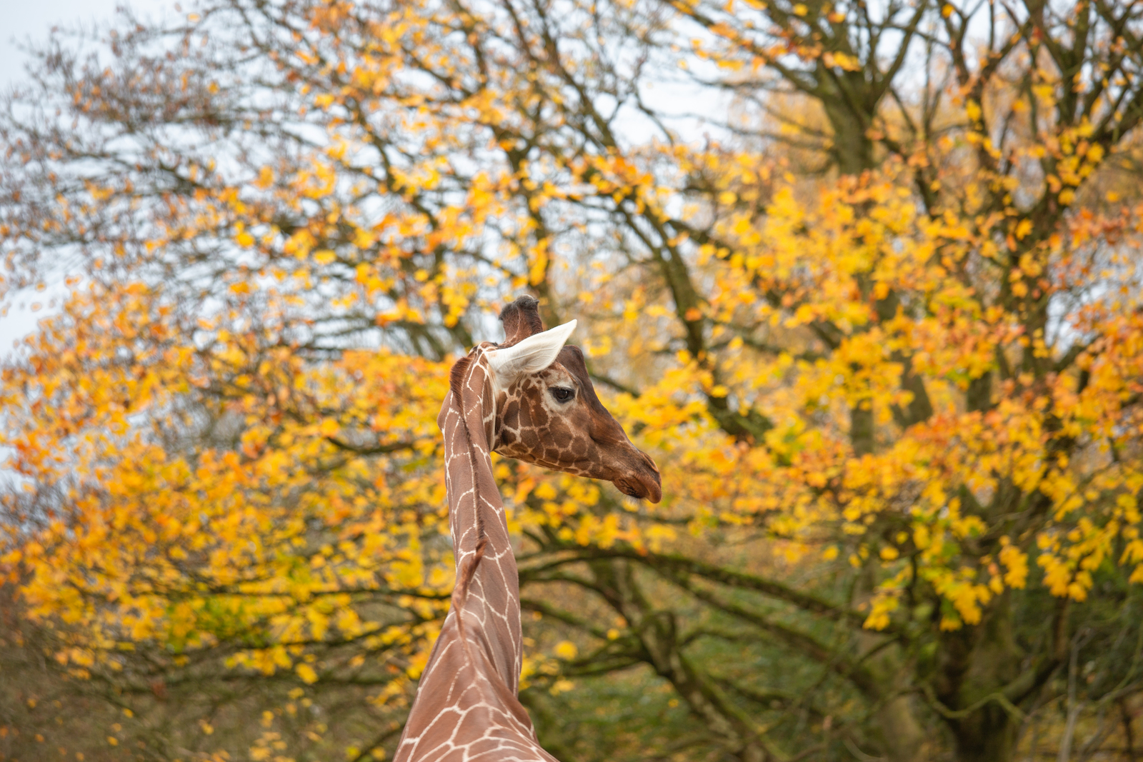 Reticulated giraffe with yellow autumn leaved trees in the background