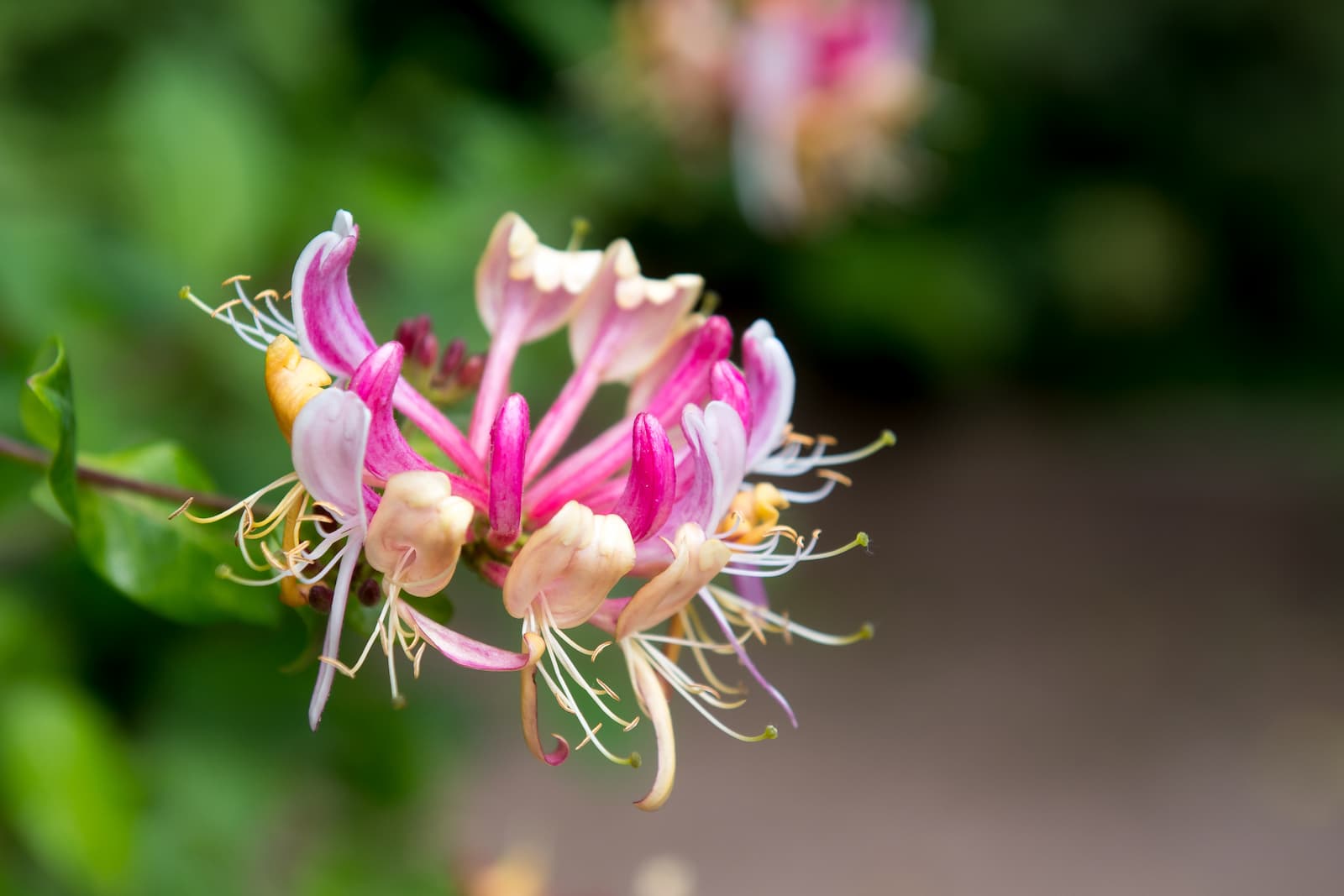 A close up of a pink honeysuckle flower