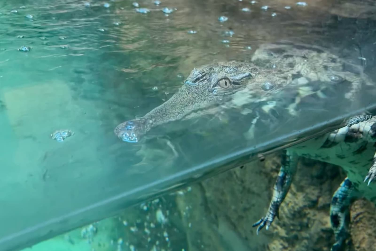 Slender-snouted crocodile Crocodile partially submerged in clear water, with its eyes above the surface and legs visible below.
