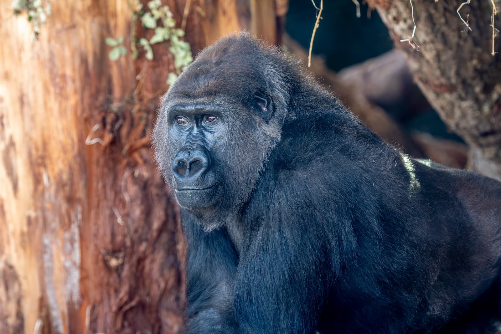 Female gorilla A gorilla sits near a tree, gazing to the side with a thoughtful expression. The background includes tree bark and hanging vines.