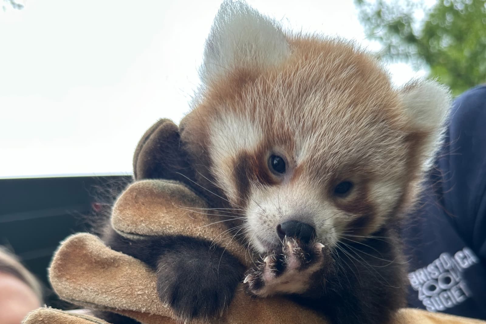 A baby red panda is held gently in gloved hands, nibbling on its paw. Its fluffy face and curious eyes are prominently visible.