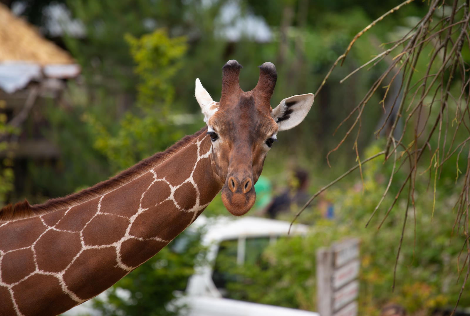 A reticulated giraffe with branches in foreground and green foliage behind