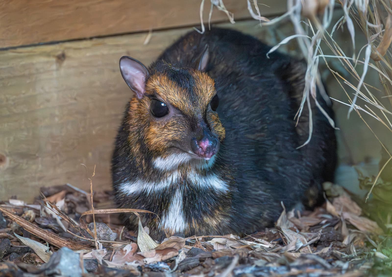 Small dark brown mouse deer with white chest markings and large black eyes, curled on leaf litter under a wooden shelter.