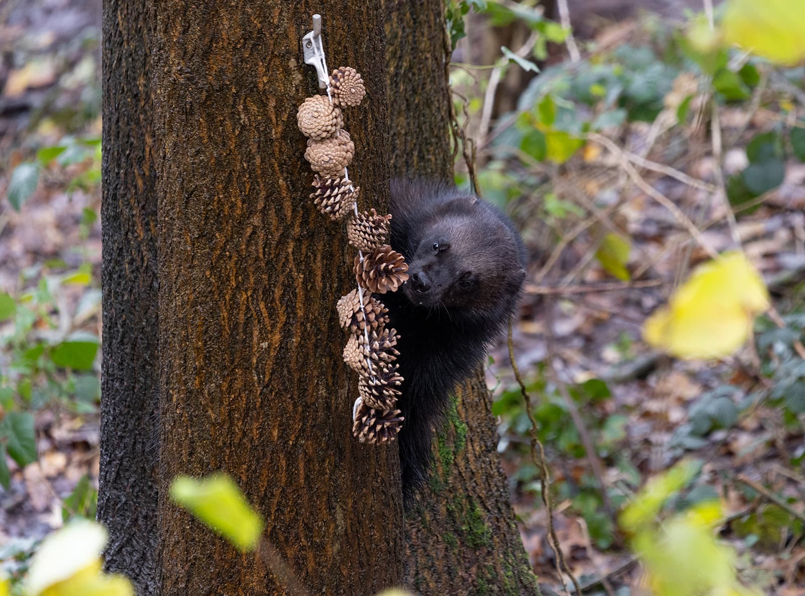 A wolverine peeking out from behind a tree, sniffing an enrichment treat of pine cones