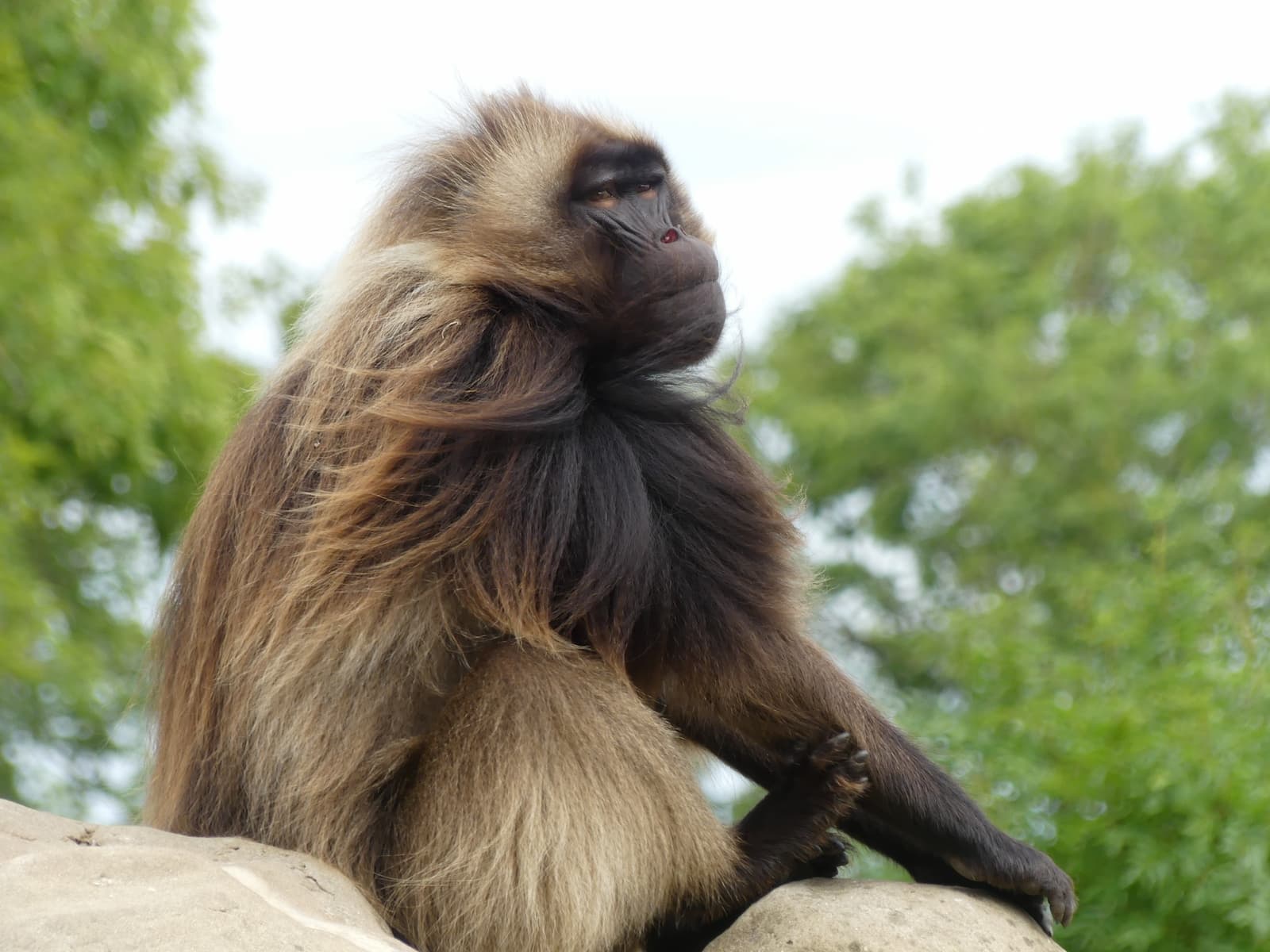 A gelada baboon with its head turned towards the camera against a backdrop of trees
