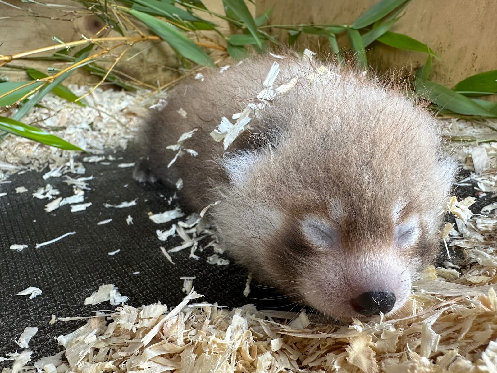 A sleeping red panda cub lies on wood shavings, surrounded by bamboo leaves, with its eyes closed and soft fur visible.