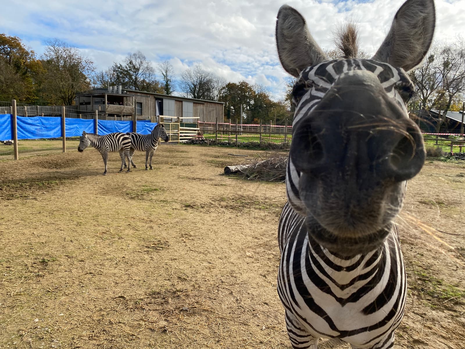 Close-up of a zebra's face with two other zebras in the background, standing in a fenced outdoor area under a partly cloudy sky.